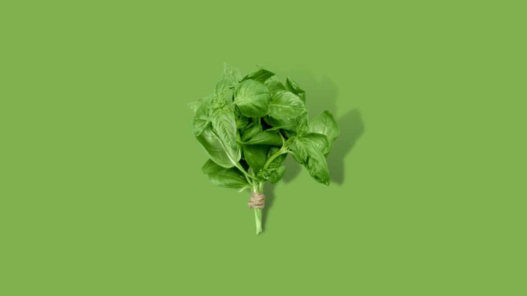 Basilicum bos