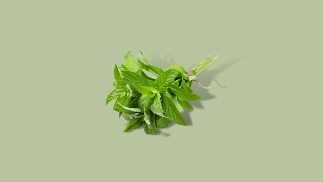 Oregano