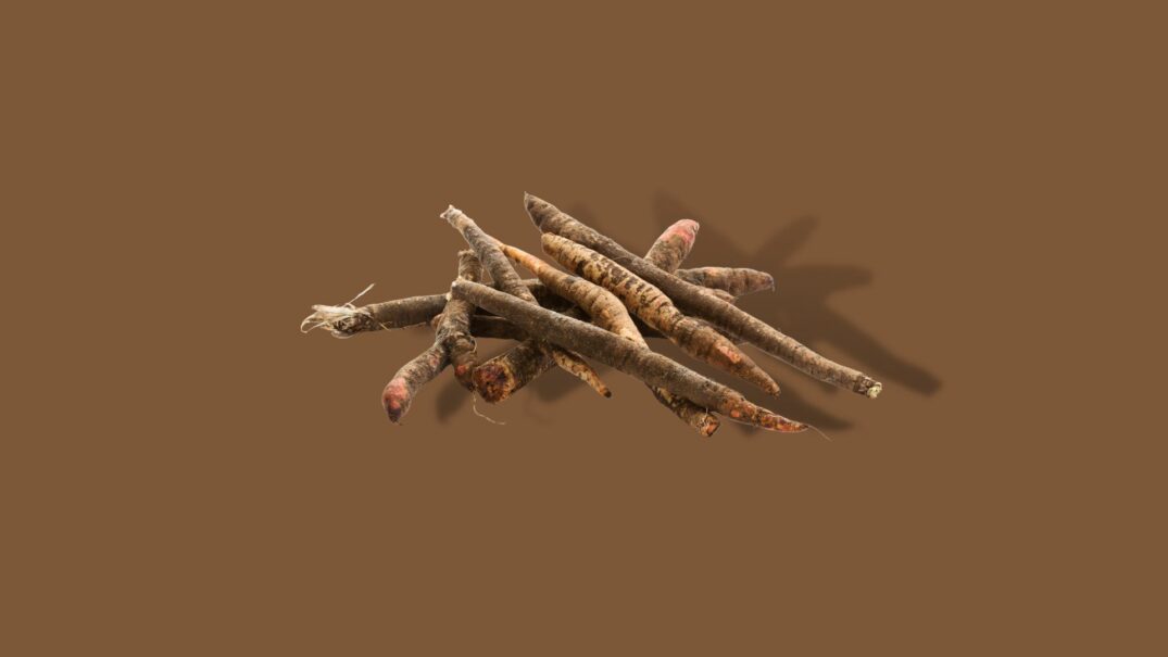 Schorseneer